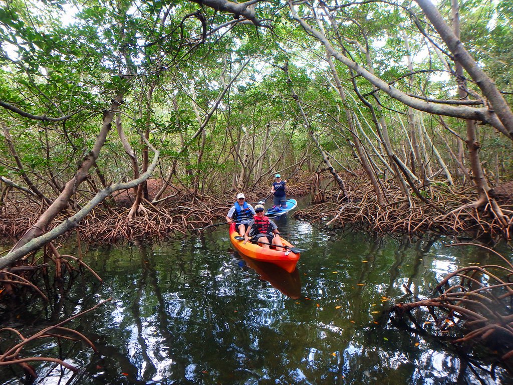 Mangrove Kayak Tour - Key West | Wannado Tours