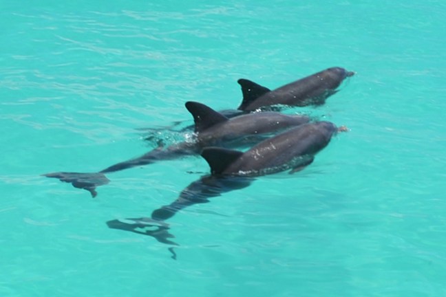 a dog swimming in a pool of water