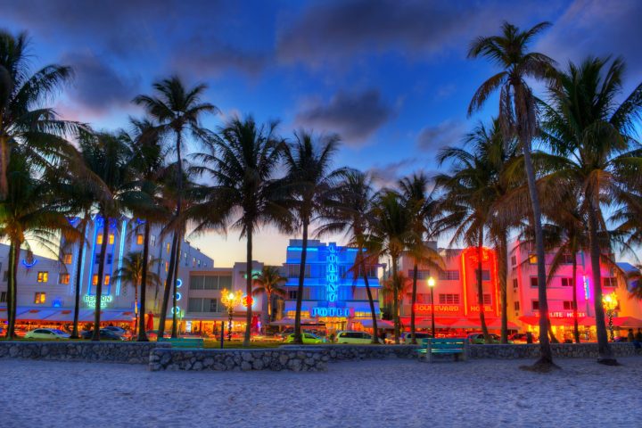 a group of palm trees