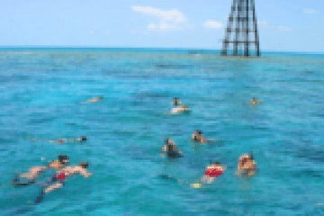 a group of people swimming in a body of water