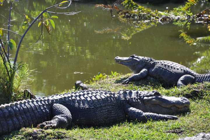 Miami Everglades Airboat Tours - Wannado Tours