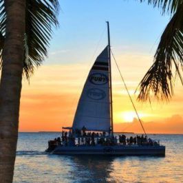 a large body of water next to a palm tree