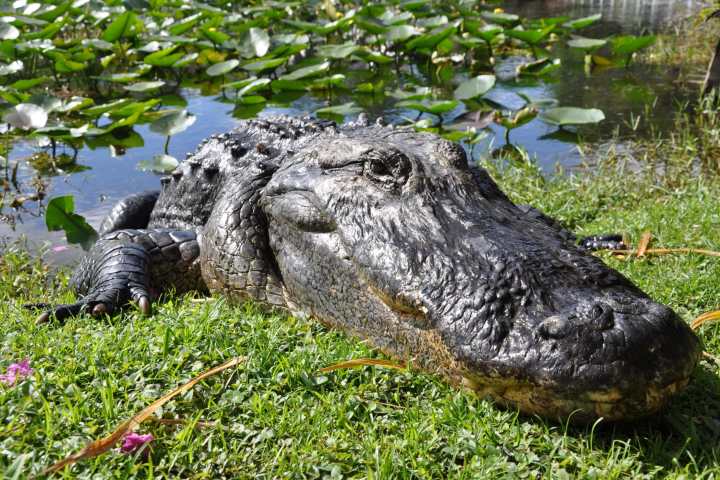 a large reptile in the grass